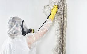 Reliable Prescott, AZ Mold Removal & Remediation Solutions